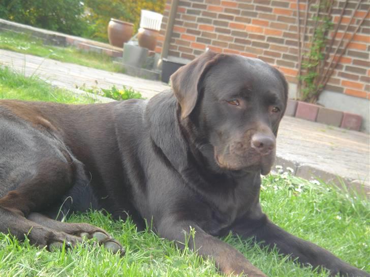 Labrador retriever Lab.Dog's Yasmin (Cocio) billede 8