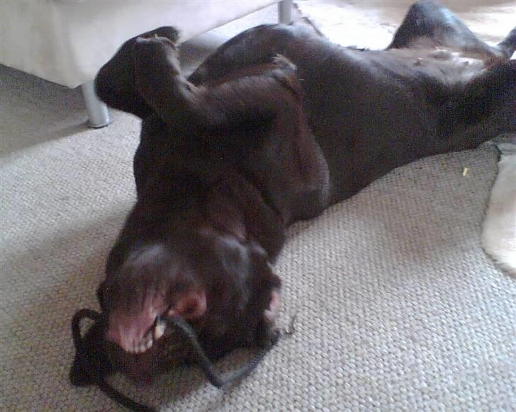 Labrador retriever Lab.Dog's Yasmin (Cocio) - Hvad så, din frække bjørn! :-D billede 10