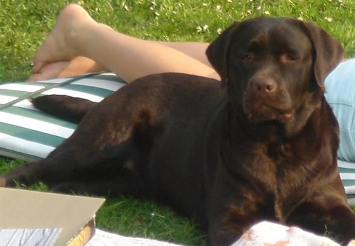 Labrador retriever Lab.Dog's Yasmin (Cocio) billede 11