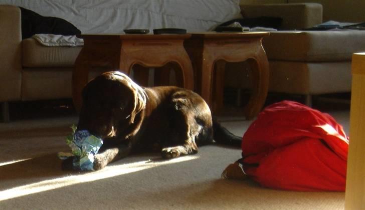 Labrador retriever Lab.Dog's Yasmin (Cocio) - Cocio elsker bare når hun får gaver.. :b billede 12