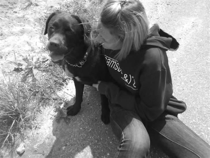 Labrador retriever Lab.Dog's Yasmin (Cocio) billede 13