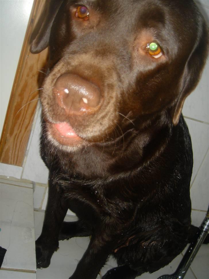 Labrador retriever Lab.Dog's Yasmin (Cocio) billede 14