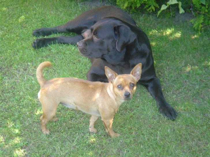 Labrador retriever Lab.Dog's Yasmin (Cocio) - Cocio og vores anden hund Gucci :-) (Der går lige noget tid før jeg får oprettet hende herinde) billede 15