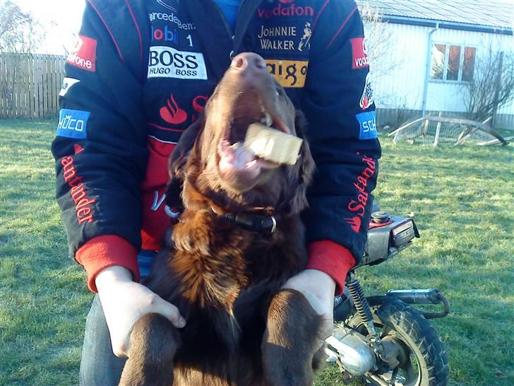 Blanding af racer Coda - Coda drengen og Onkel Laust... billede 13