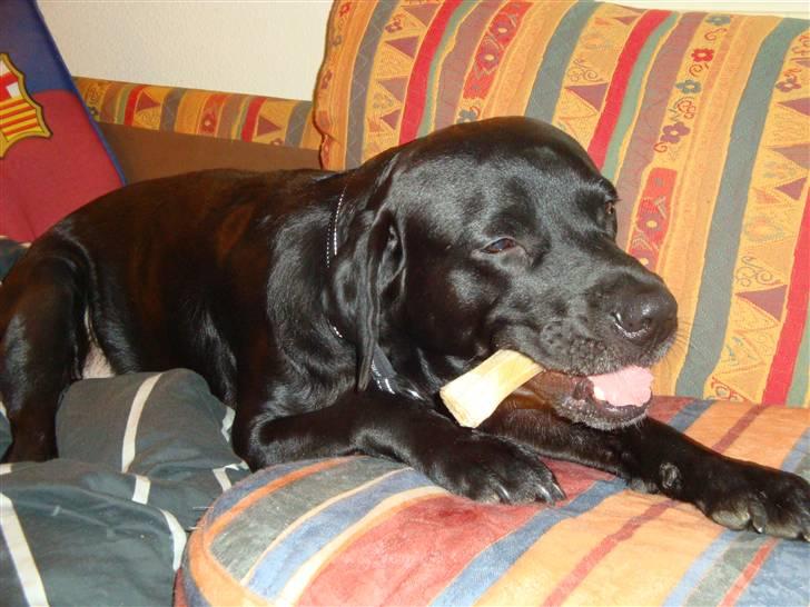 Labrador retriever Harley - Hygger lige med et tyggeben.... billede 7