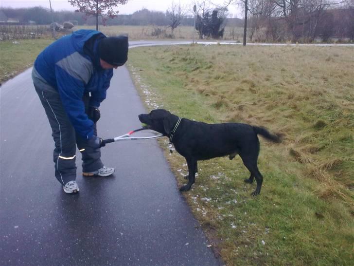 Labrador retriever Harley - Yeah... Far vil lege bold.... billede 11