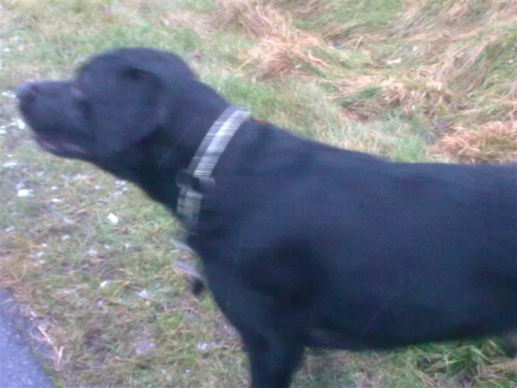 Labrador retriever Harley - Kom nu.... Skyd med bolden.... billede 12