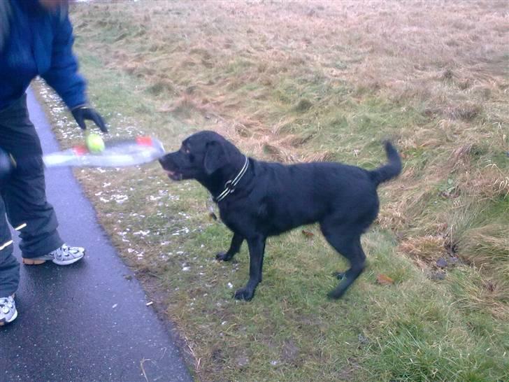 Labrador retriever Harley - Jeps, jeg kan lægge den pænt, så far ikke skal bukke sig.... billede 14
