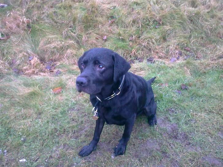 Labrador retriever Harley - Sidder pænt og venter... billede 15