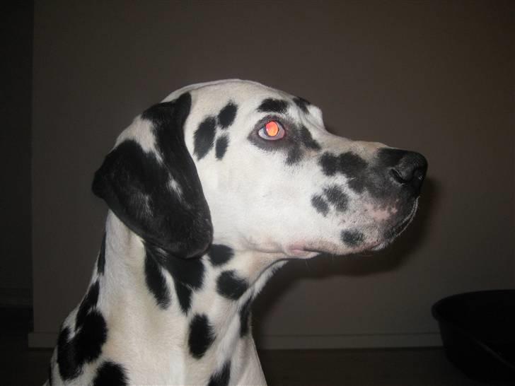 Dalmatiner Lucky billede 1