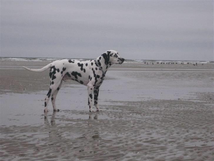 Dalmatiner Lucky billede 2