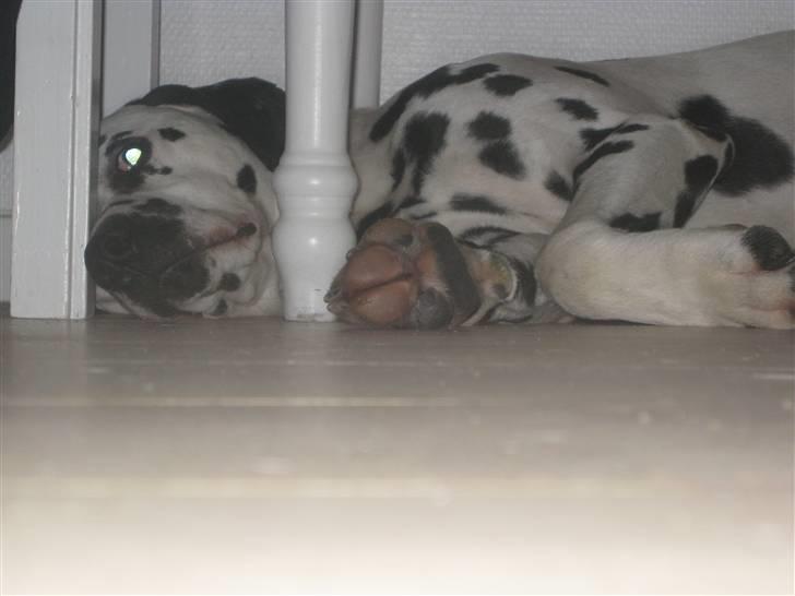 Dalmatiner Lucky billede 3