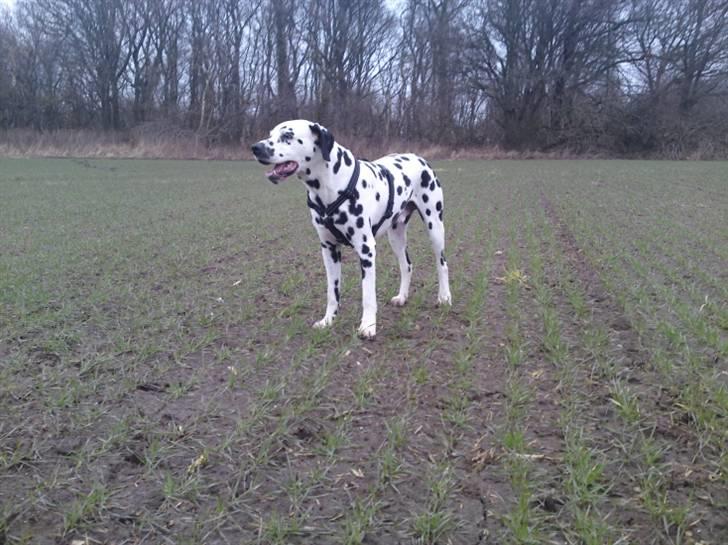 Dalmatiner Lucky billede 4