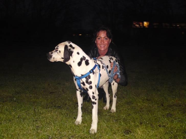 Dalmatiner Lucky billede 5