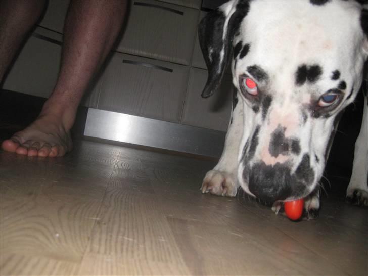 Dalmatiner Lucky billede 6