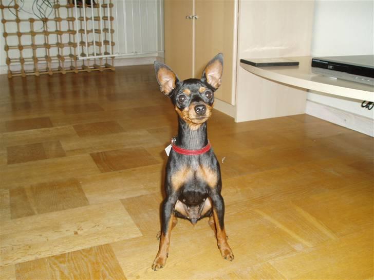 Dvaergpinscher Zara billede 1