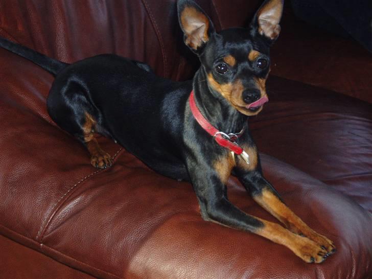 Dvaergpinscher Zara billede 2