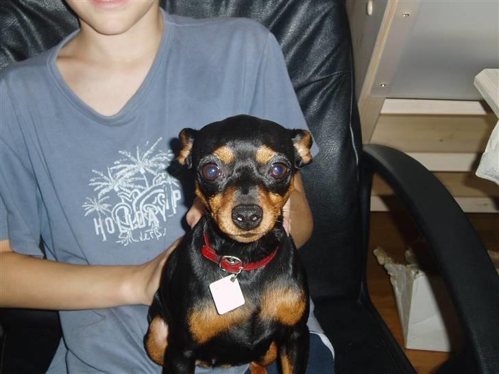 Dvaergpinscher Zara billede 3
