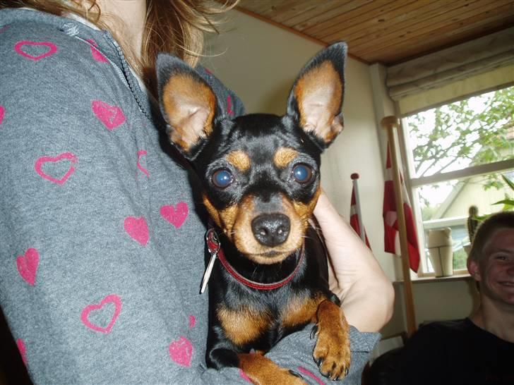 Dvaergpinscher Zara billede 4
