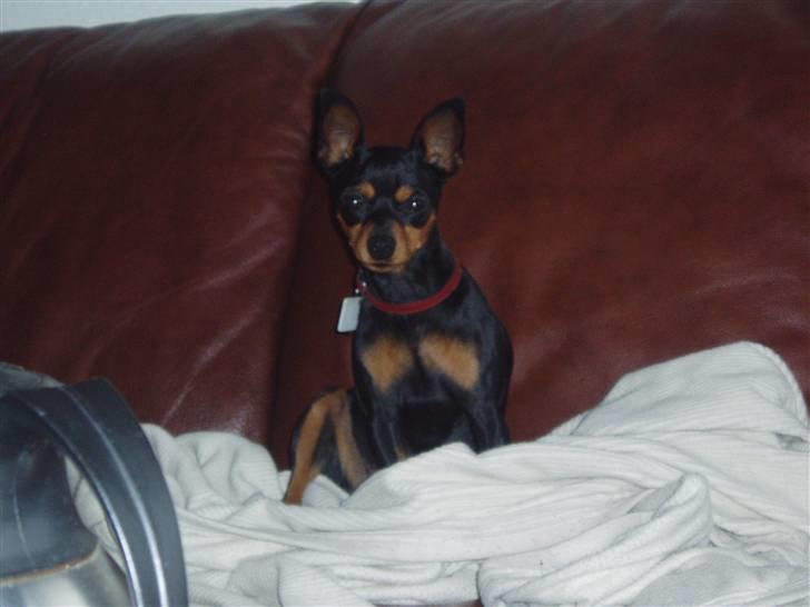 Dvaergpinscher Zara billede 5