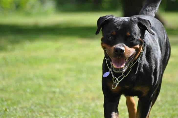 Rottweiler Vom Hause Kanku's Wictor. - Juni 2010 Taget af F & Z billede 39