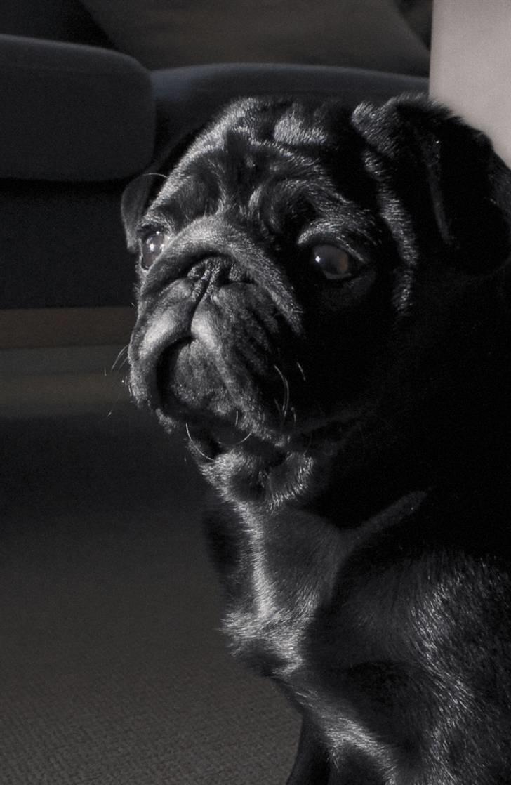 Mops Qupios Keno billede 20