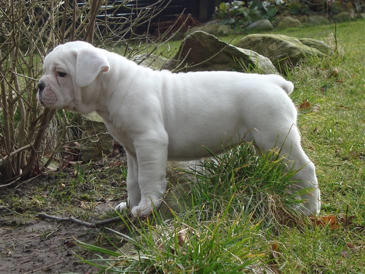 Amerikansk bulldog Kong Carnes Åse - Åse 7 uger billede 11