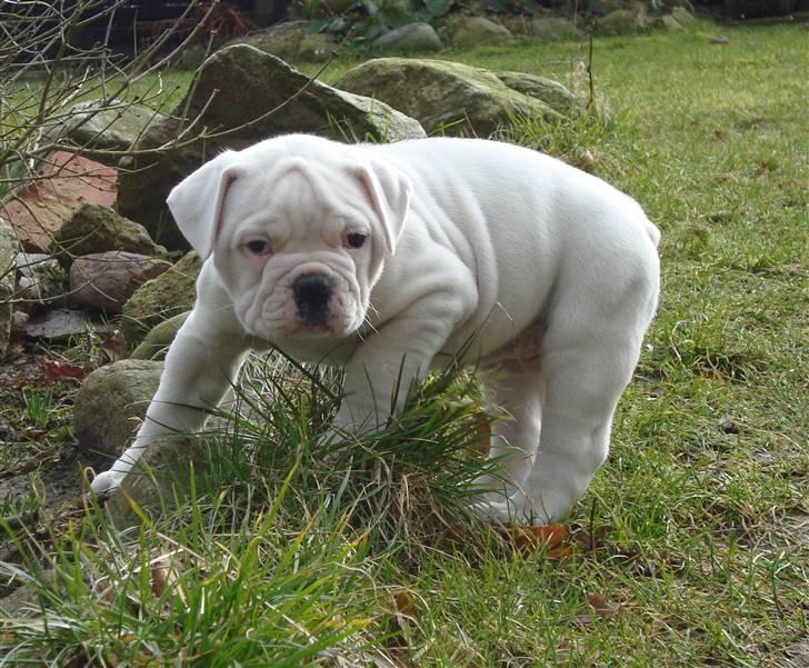 Amerikansk bulldog Kong Carnes Åse - Åse 7 uger billede 12