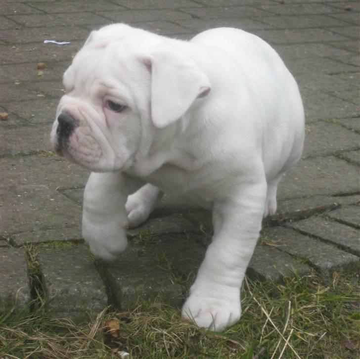 Amerikansk bulldog Kong Carnes Åse - Åse 8 uger billede 13