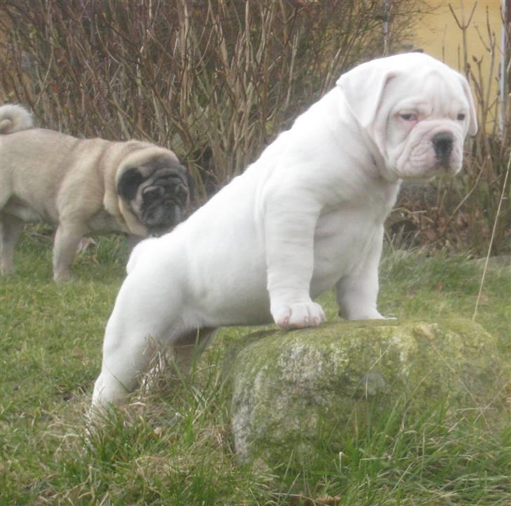 Amerikansk bulldog Kong Carnes Åse - Åse 8 uger billede 14