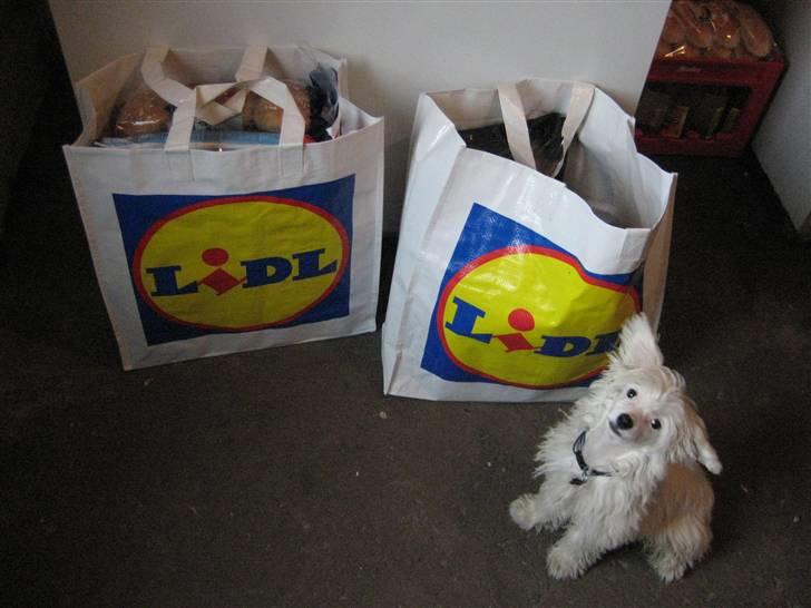 Chinese crested powder puff Kong Laban aflivet - hvor er det spændende!.. billede 12