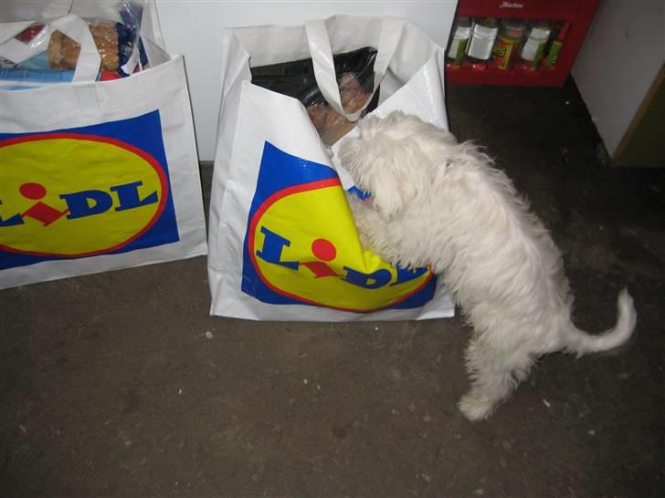 Chinese crested powder puff Kong Laban aflivet - skal lige se, om hun har købt noget til mig!.. billede 13