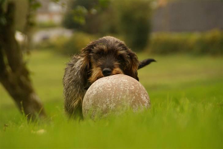 Gravhund Charlie - Rrvv, min bold! billede 2