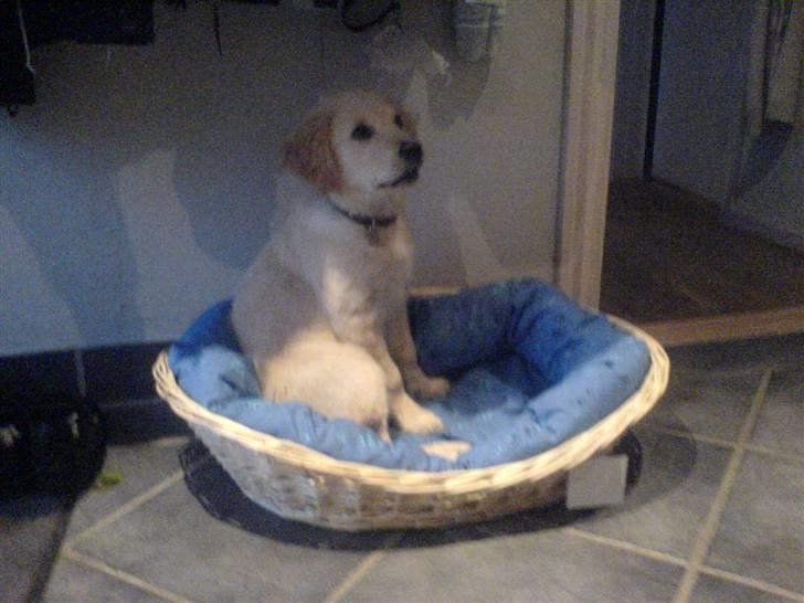 Golden retriever Jackie *Død* R.I.P billede 13