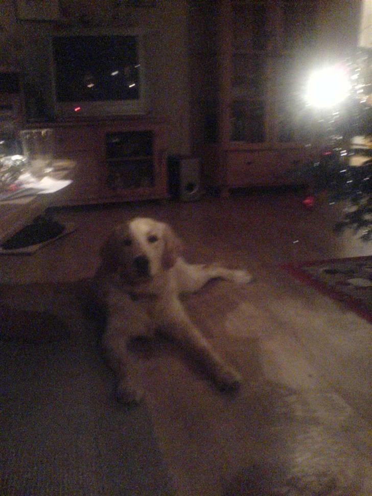 Golden retriever Jackie *Død* R.I.P billede 14