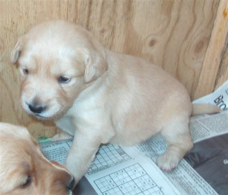 Golden retriever Karla billede 1