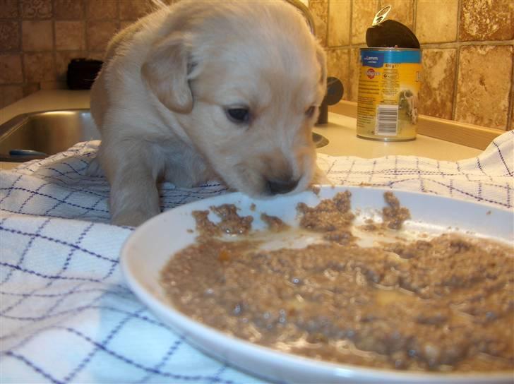 Golden retriever Karla billede 2