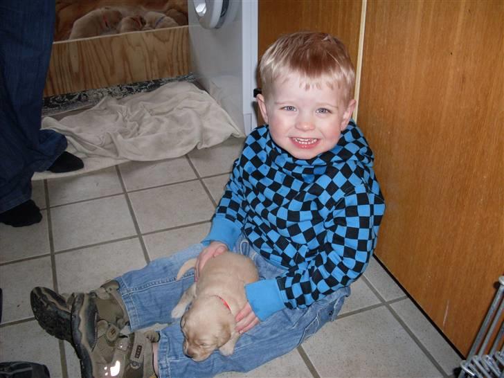 Golden retriever Karla billede 3