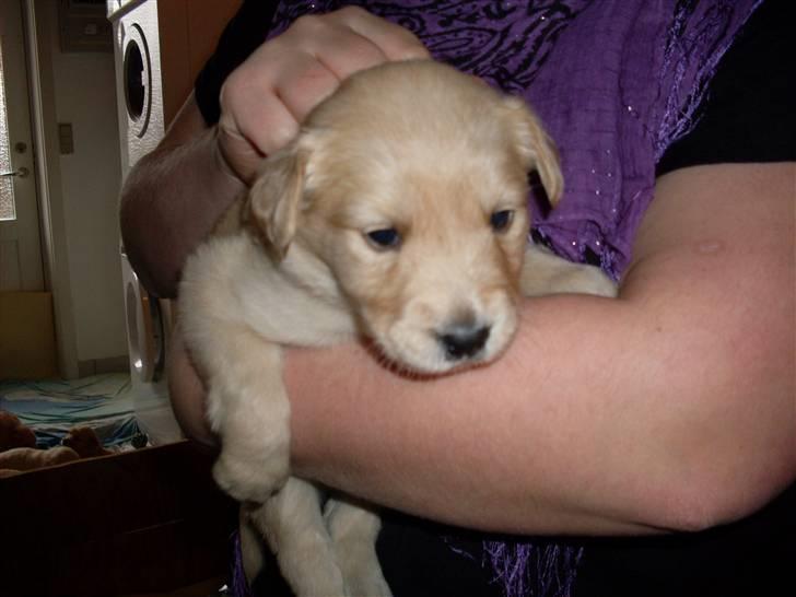 Golden retriever Karla billede 4