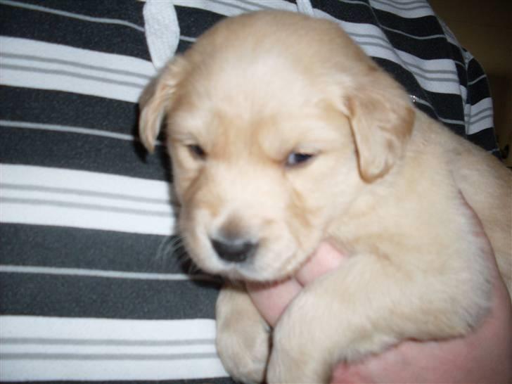 Golden retriever Karla billede 5