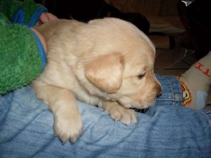 Golden retriever Karla billede 6