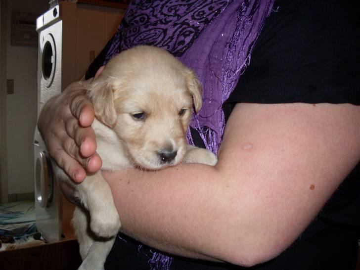Golden retriever Karla billede 7