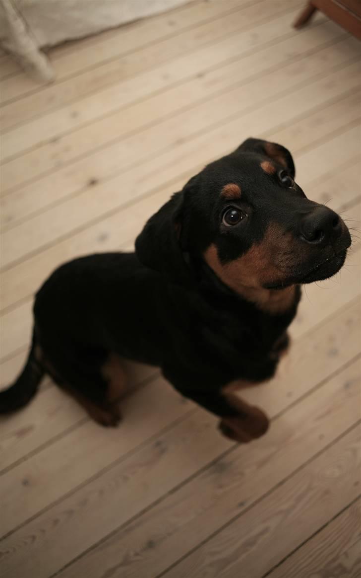 Rottweiler Carla billede 15