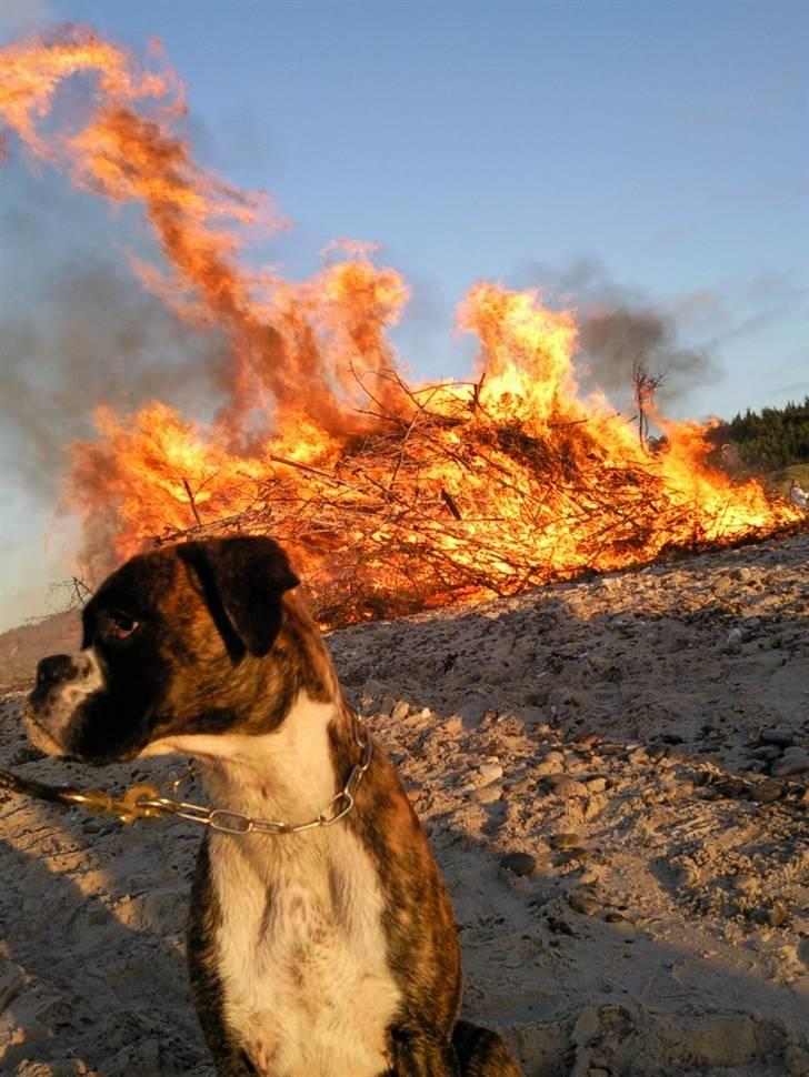 Boxer Elipet's Cally (Ally) - 8 måneder gammel, foran sankthansbålet billede 7