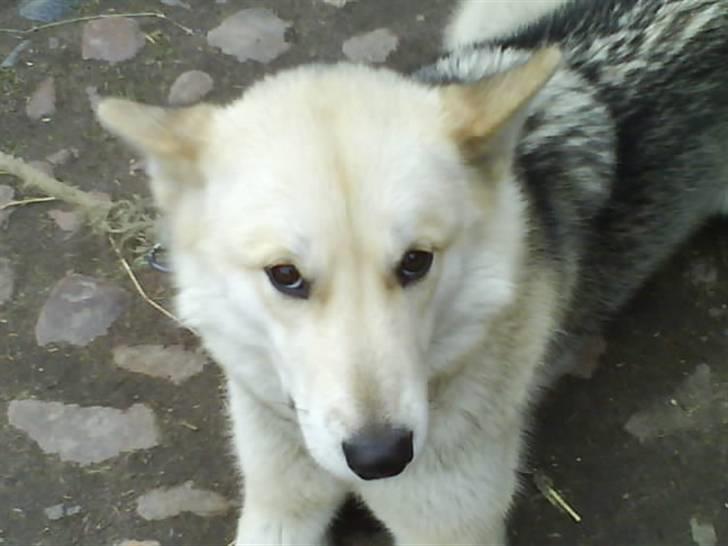 Grønlandshund Midya - Midya blikket :* billede 1