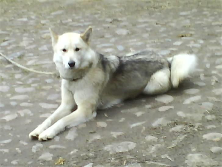 Grønlandshund Midya billede 2