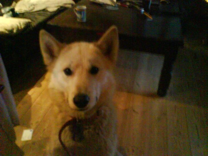 Grønlandshund Midya billede 3