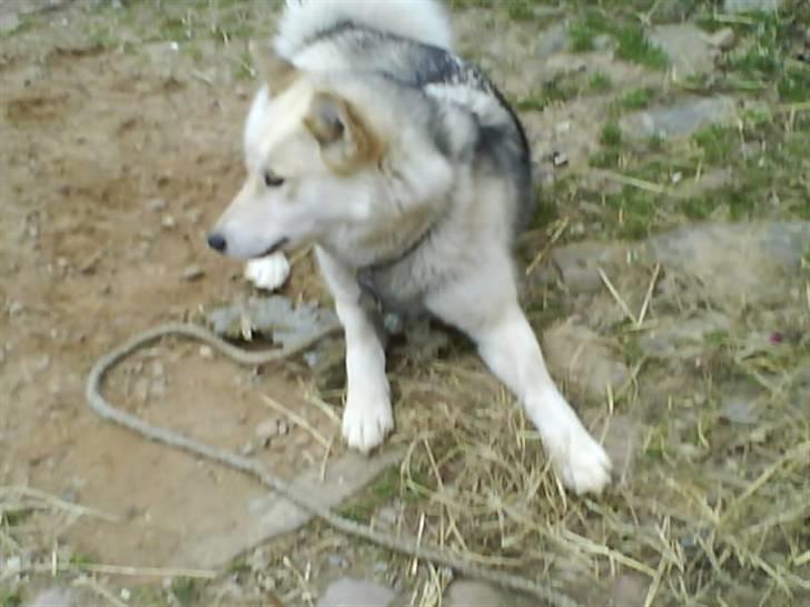 Grønlandshund Midya billede 4