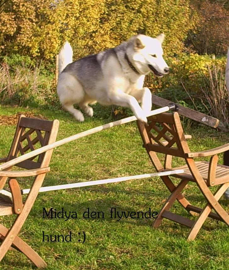 Grønlandshund Midya billede 5