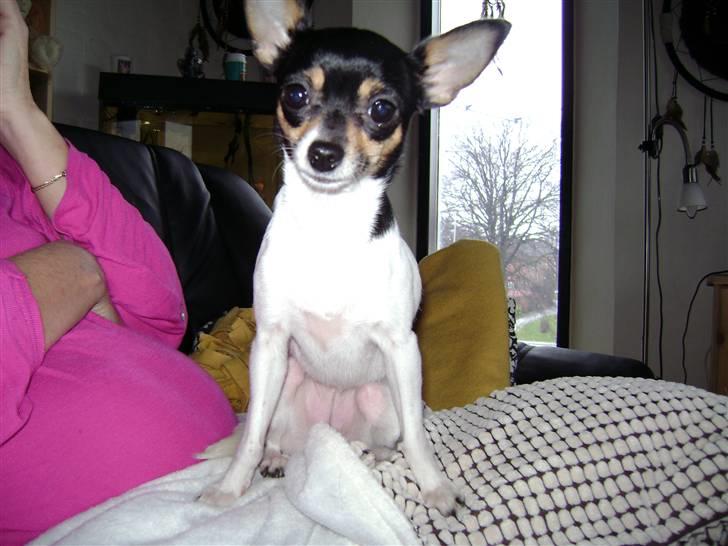 Chihuahua Sille billede 1